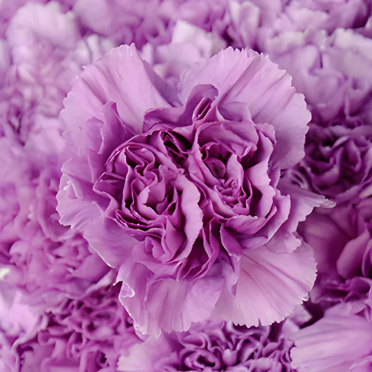 Lavender Carnations Flower Seeds for Planting Heirloom, Non-GMO, High Germination Garden Seeds