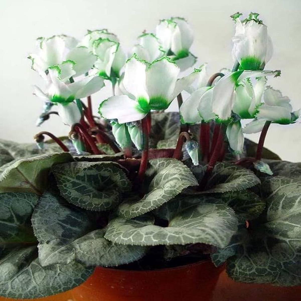 Light Green Cyclamen Flower Seeds for Planting Heirloom Non-GMO, High Germination Organic Garden Seeds