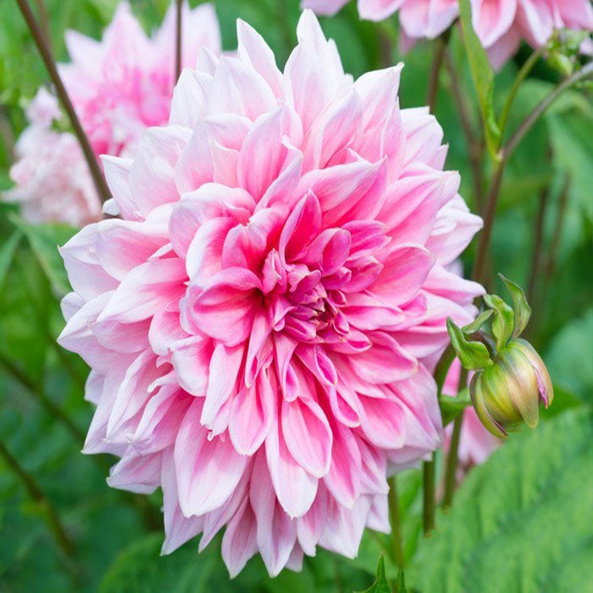 Light Pink Dahlia Flower Seeds for Planting Heirloom, Non-GMO, Pollinator Friendly, High Germination