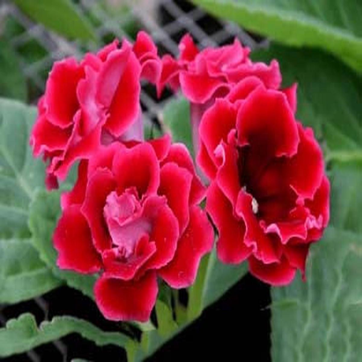 Maroon Red Gloxinia Flower Seeds for Planting | Heirloom Non-GMO High Germination