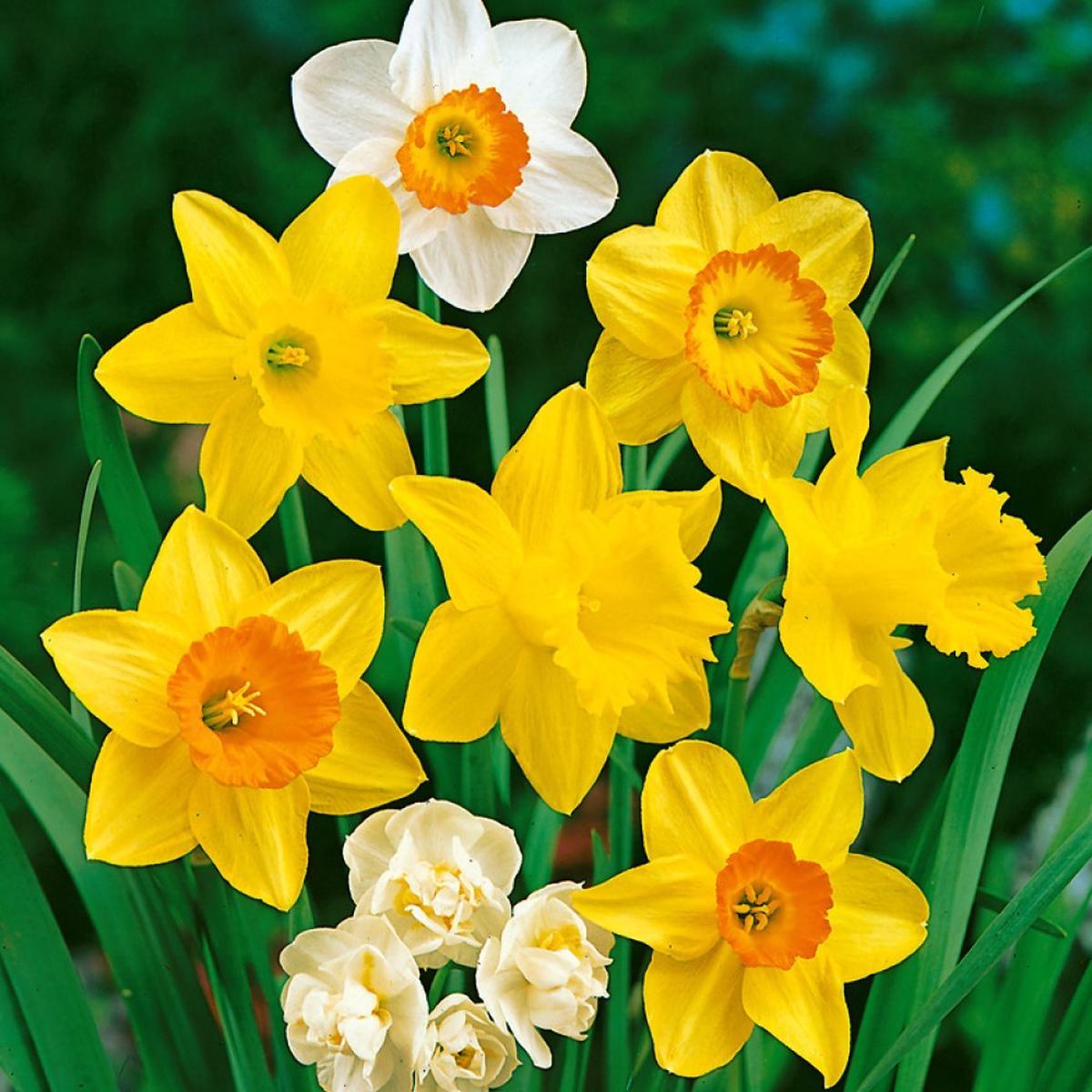Mixed Colour Double Daffodil Flower Seeds for Planting Heirloom, Non-GMO, High Germination Seeds