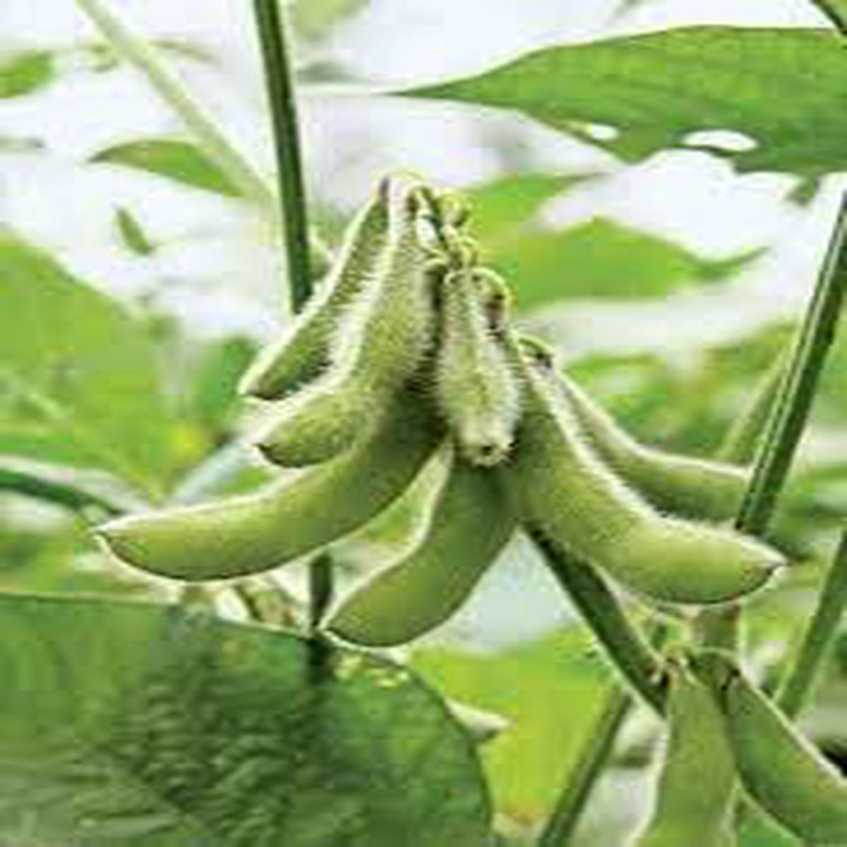 Soybean Seeds for Planting Heirloom & Non-GMO Vegetable Seeds for Protein-Rich Garden Harvests