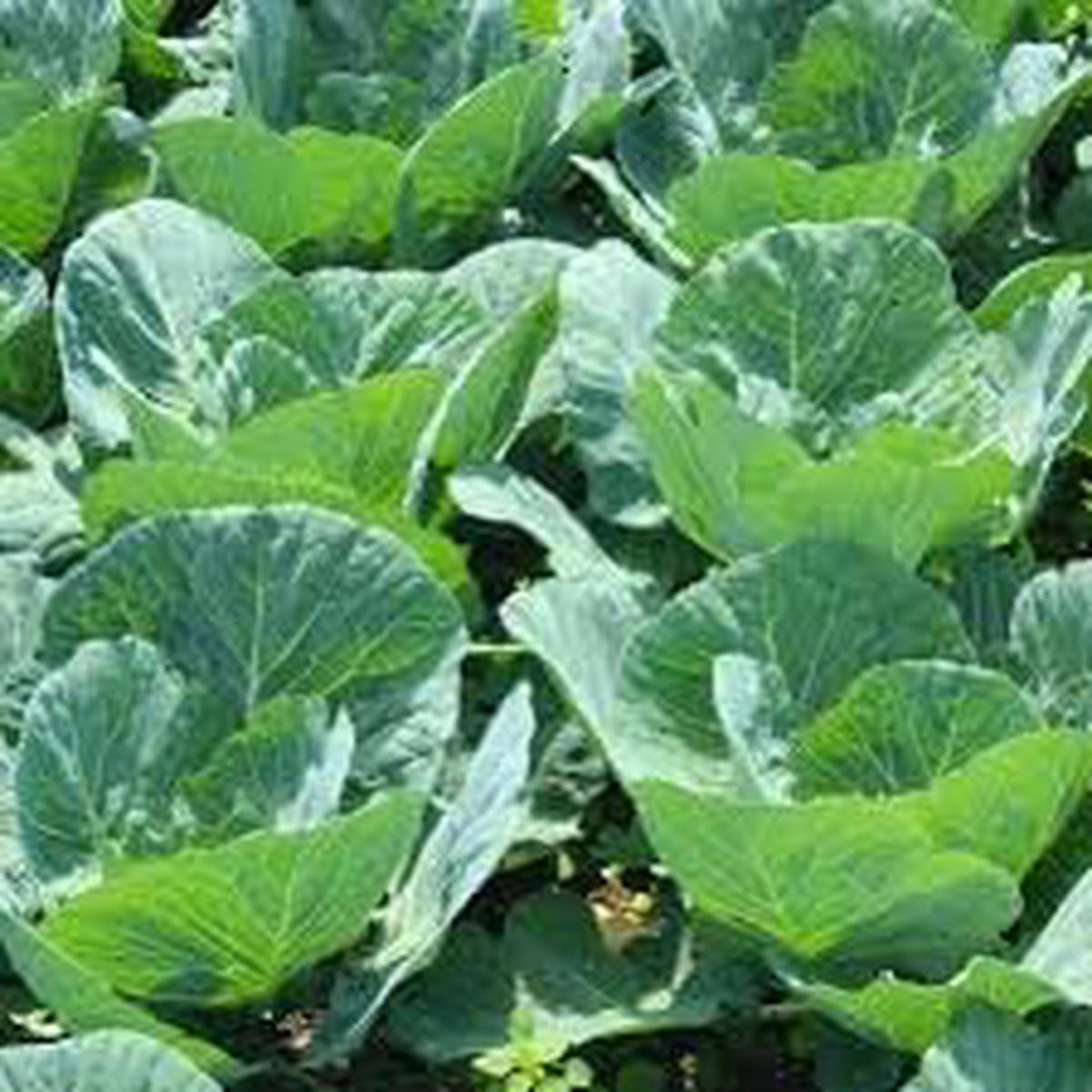 VATES Collards Seeds for Planting Heirloom & Non-GMO, High Germination Organic Garden Seeds