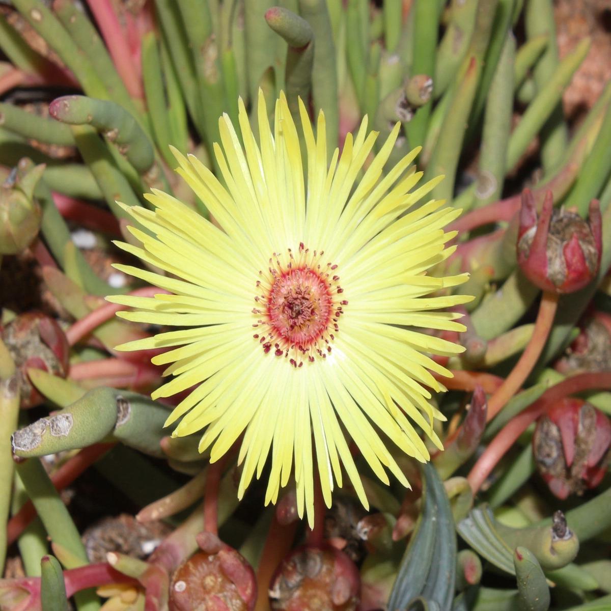 Yellow Cephalophyllum Pillansii Flower Seeds for Planting Heirloom, Non-GMO, High Germination