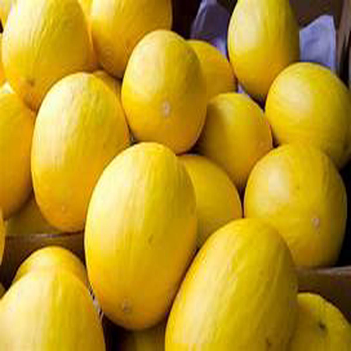 Yellow Melon Fruit Seeds for Planting Heirloom & Non-GMO Garden seeds, refreshing melons for summer harvests