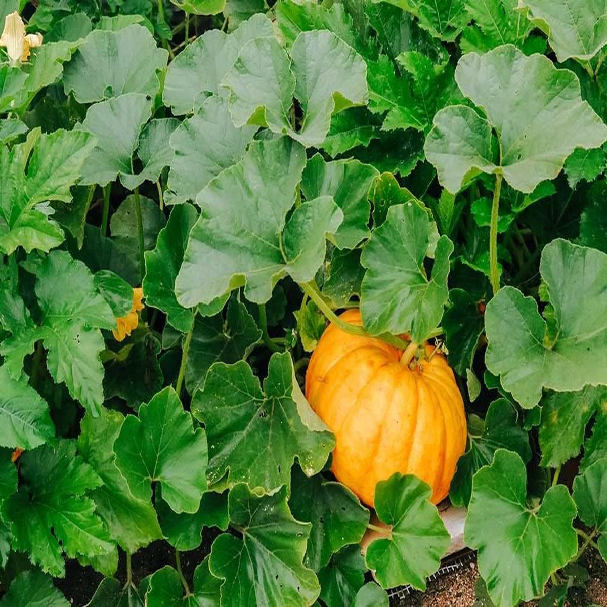 Yellow Pumpkin Seeds for planting  heirloom non-GMO vines, vibrant fruit for cooking and display