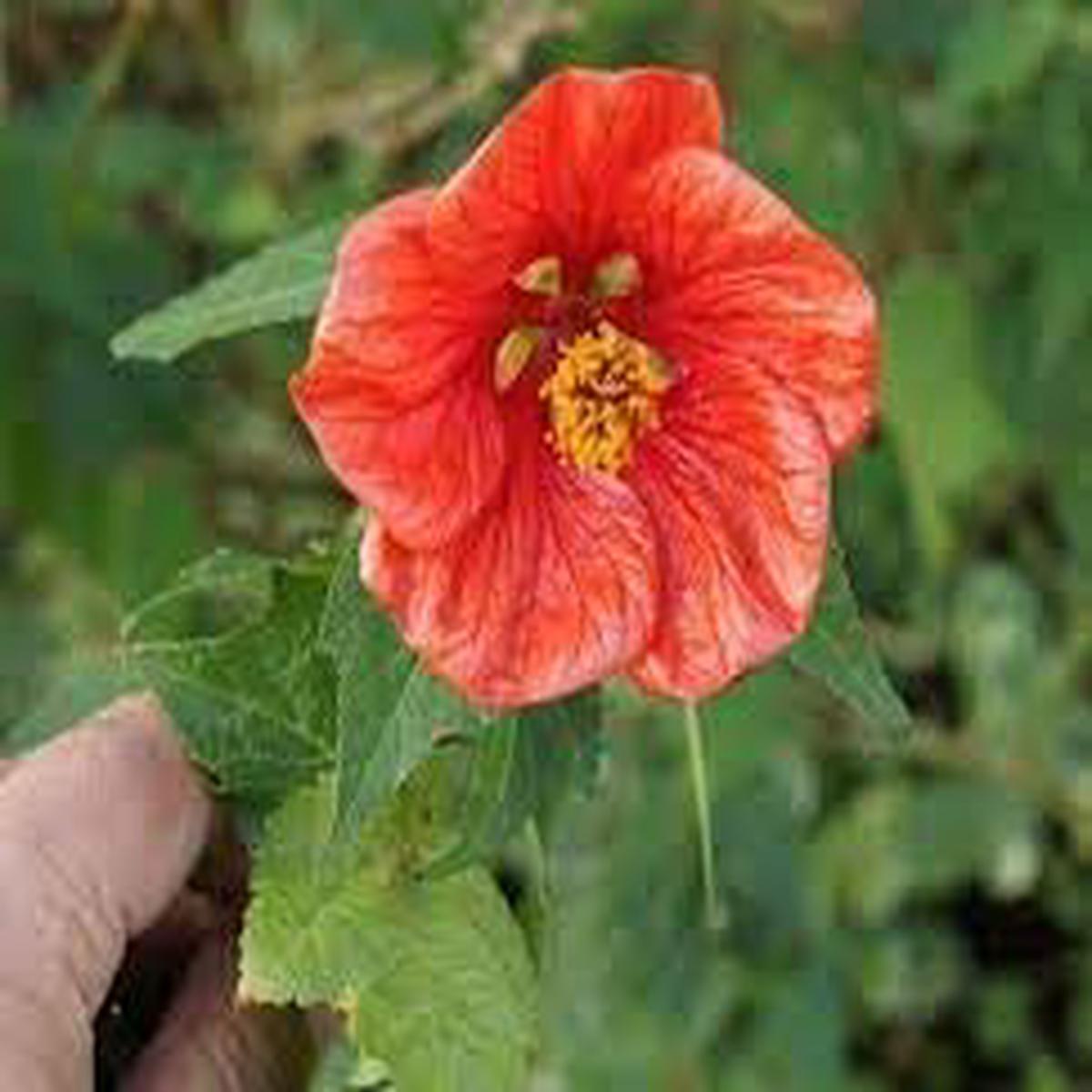Abutilon Hybridum Flower Seeds for Planting  Heirloom, Non-GMO, Fragrant Blossoms Organic Garden Seeds