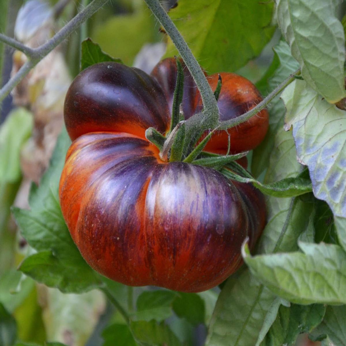 Black Blue Tomato Seeds for Planting  Heirloom, Non-GMO, High Germination, Bold Mix of Color and Flavor