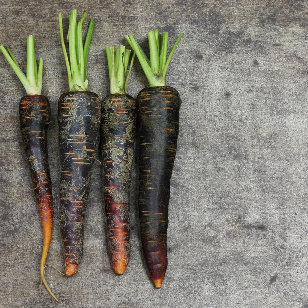 Black Carrot Seeds for Planting Heirloom, Non-GMO, High Germination, Antioxidant-Rich & Visually Striking Roots