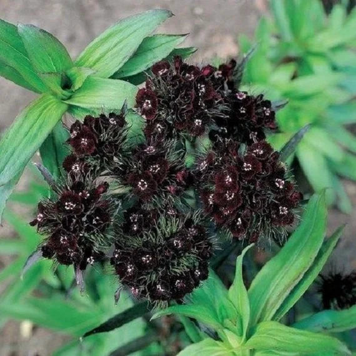Black William Flower Seeds for Planting  Heirloom, Non-GMO, High Germination Garden Seeds