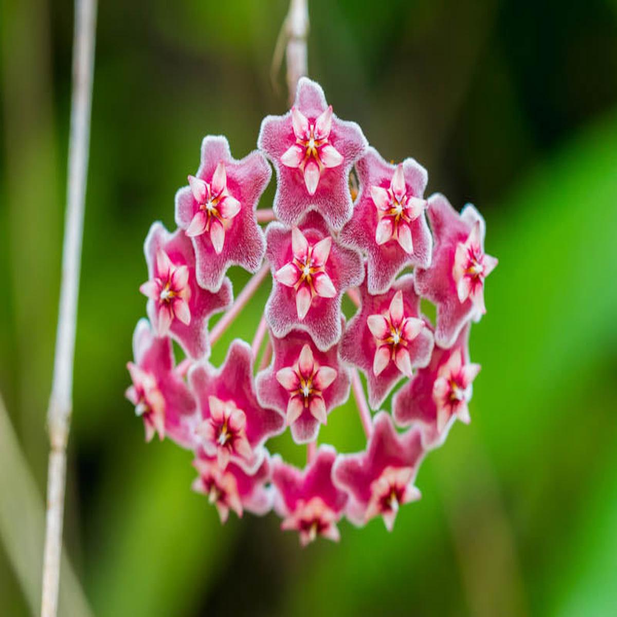 Bright Pink Hoya Flower Seeds for Planting Heirloom, Non-GMO, Shade Tolerant, High Germination