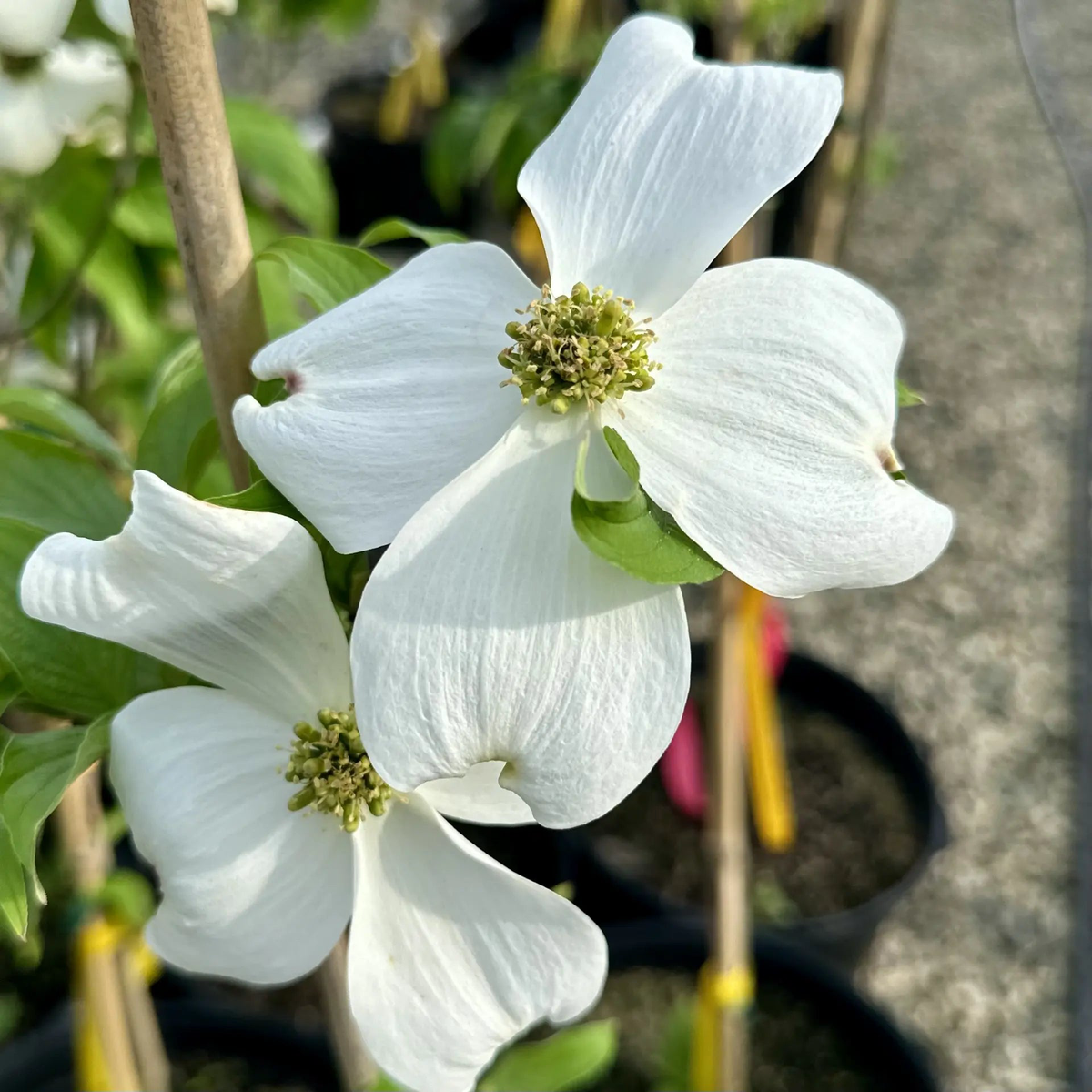 Cornus Florida Flower Seeds for Planting Heirloom, Non-GMO, High Germination Organic Garden Seeds