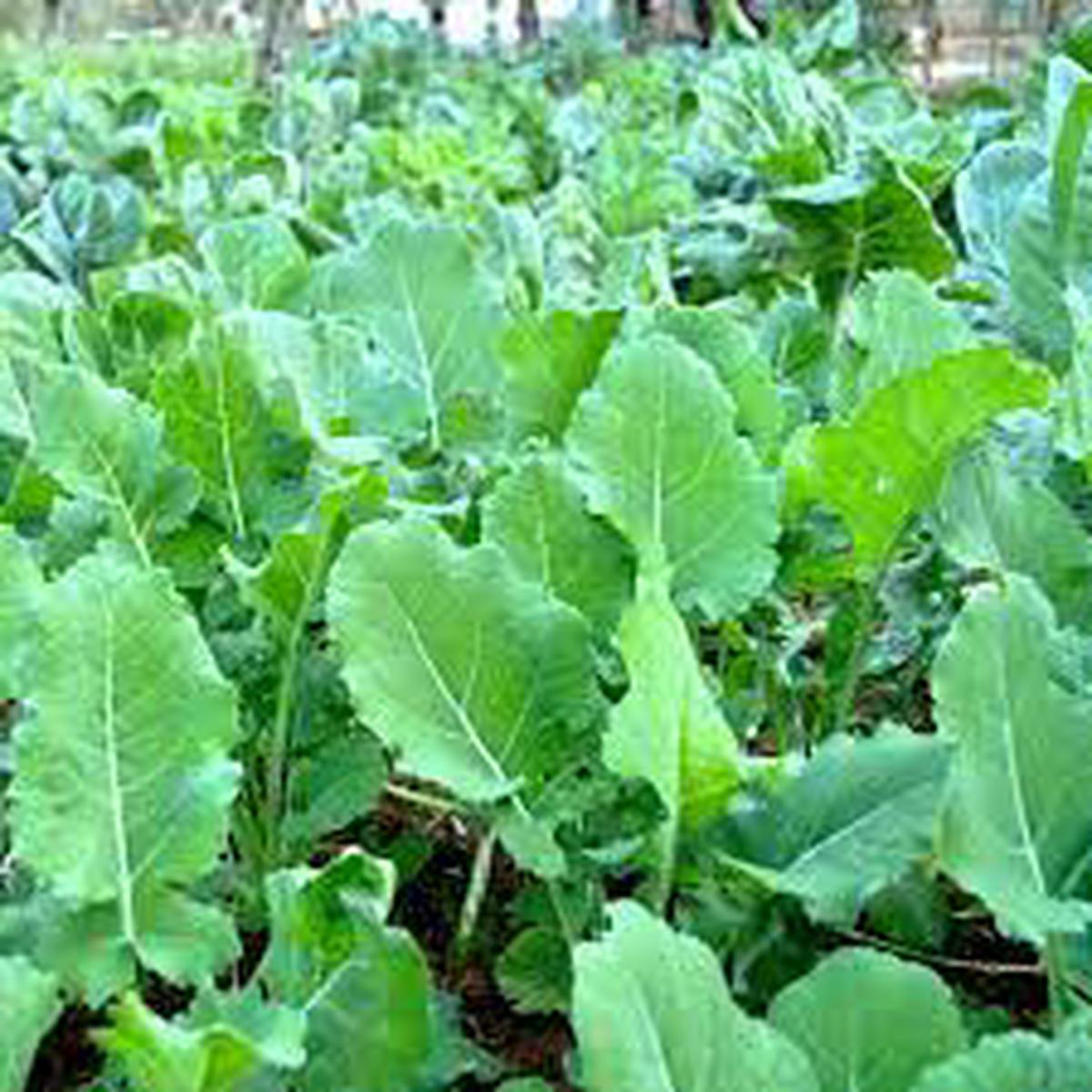 Couve Kale Tree Vegetable Seeds for Planting Heirloom & Non-GMO Garden Seeds