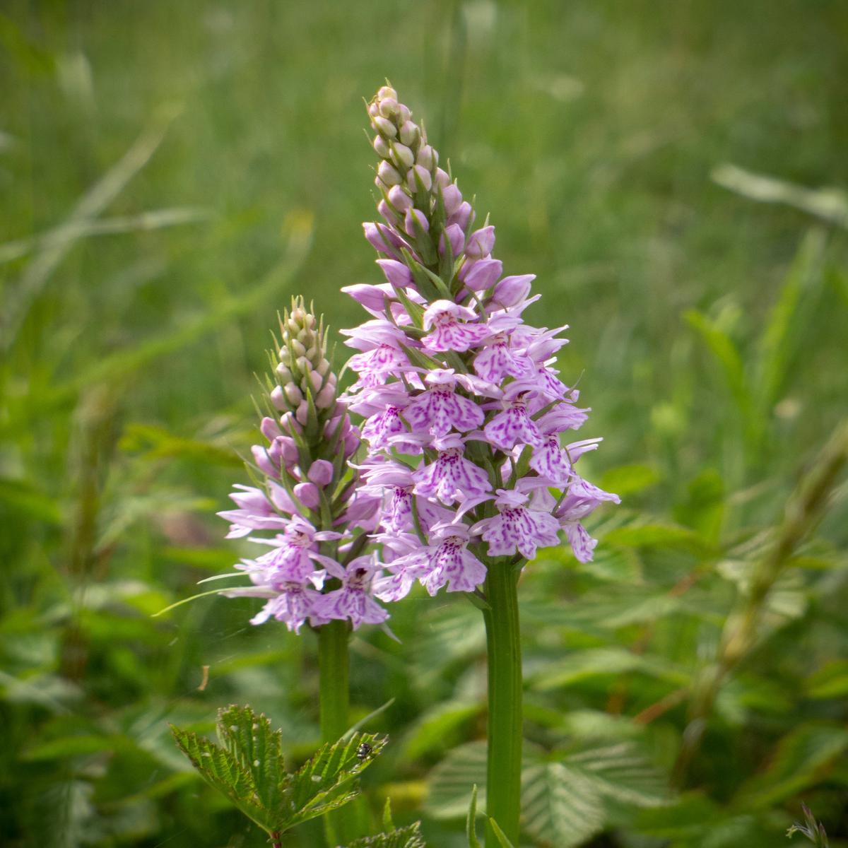 Dactylorhiza Flower Seeds for Planting  Heirloom, Non-GMO, High Germination Organic Garden Seeds
