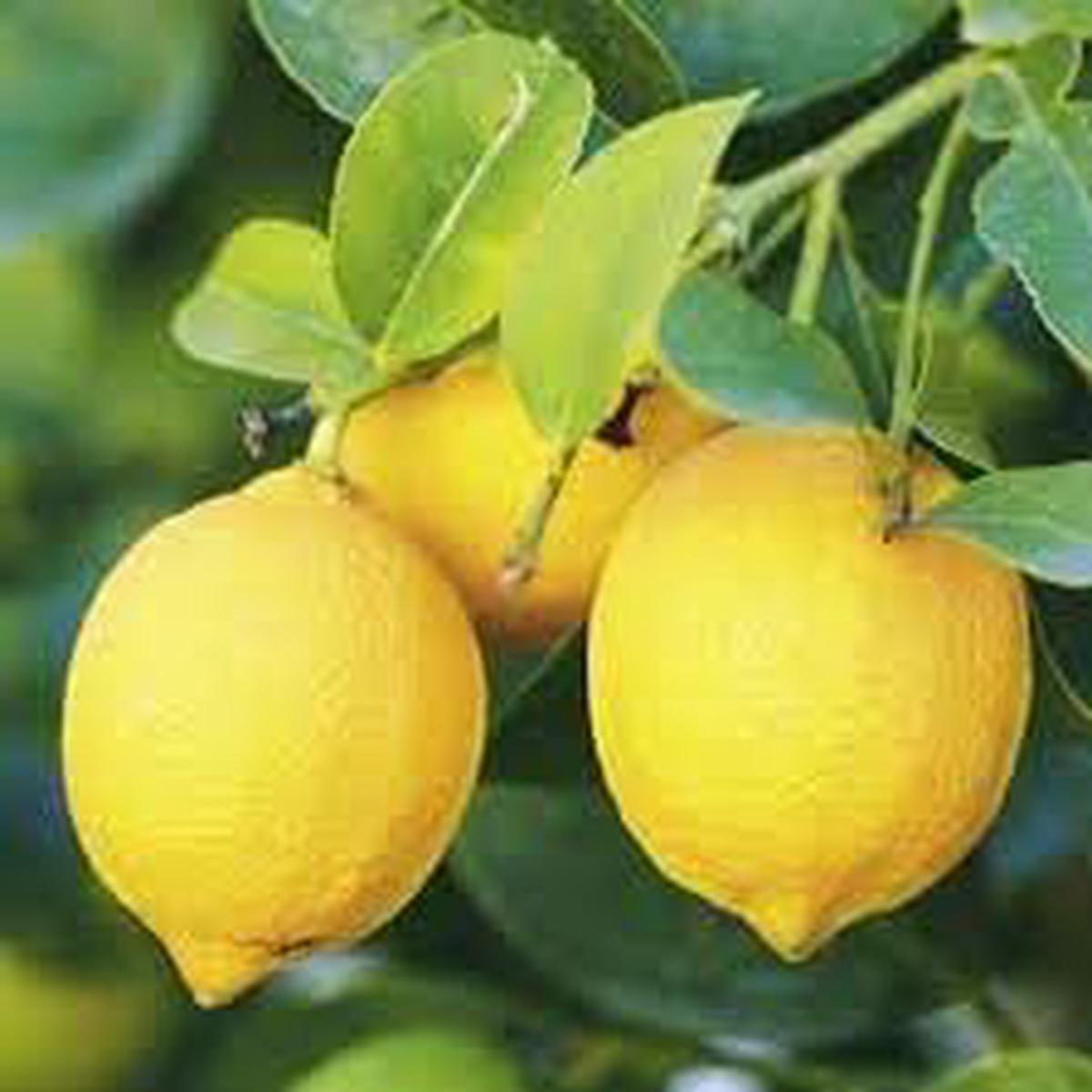 Eureka Lemon Grafted Seeds for Planting Heirloom, Non-GMO for Juicy Citrus Fruit Trees