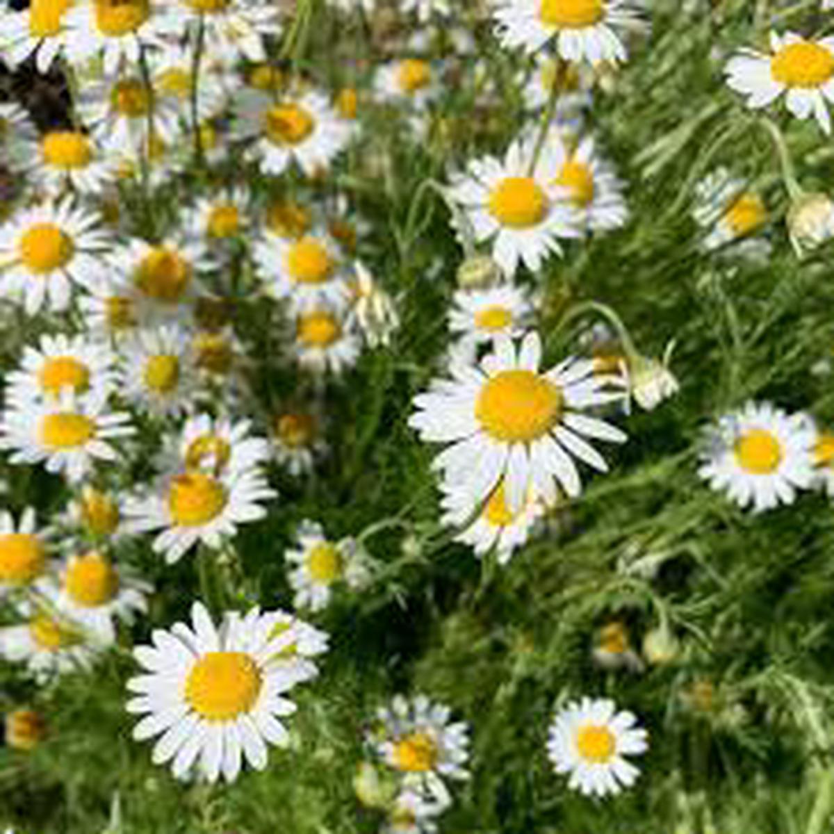 German Chamomile Seeds for Planting  Heirloom, Non-GMO Medicinal Herb for Teas, Pollinators & Aromatic Gardens