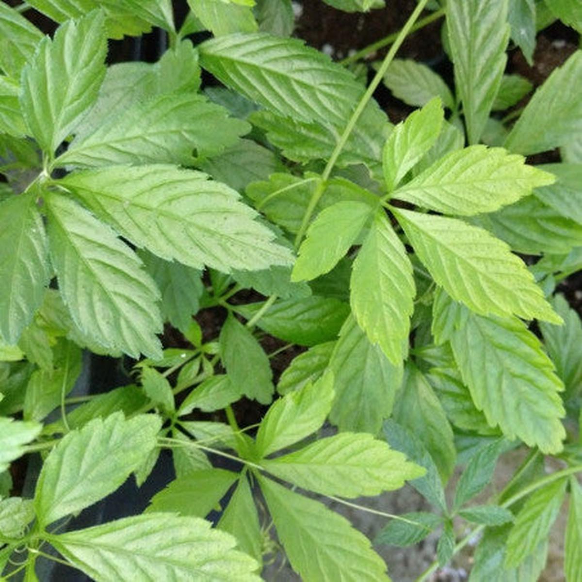 Gynostemma Green Seeds for Planting Premium Quality, Heirloom, Non-GMO, High Germination