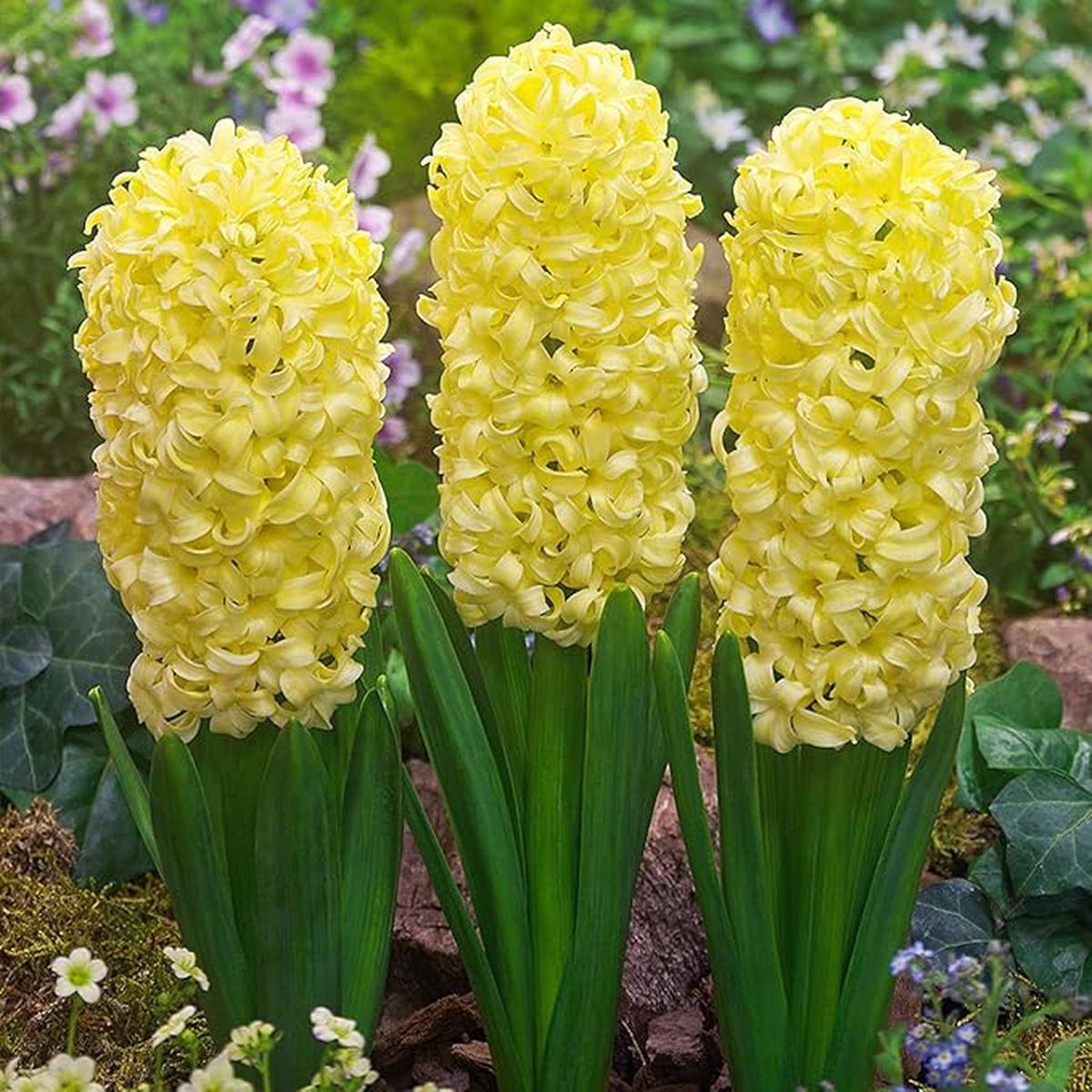 Hyacinth Flower Seeds for Planting Heirloom, Non-GMO, Shade Tolerant, High Germination