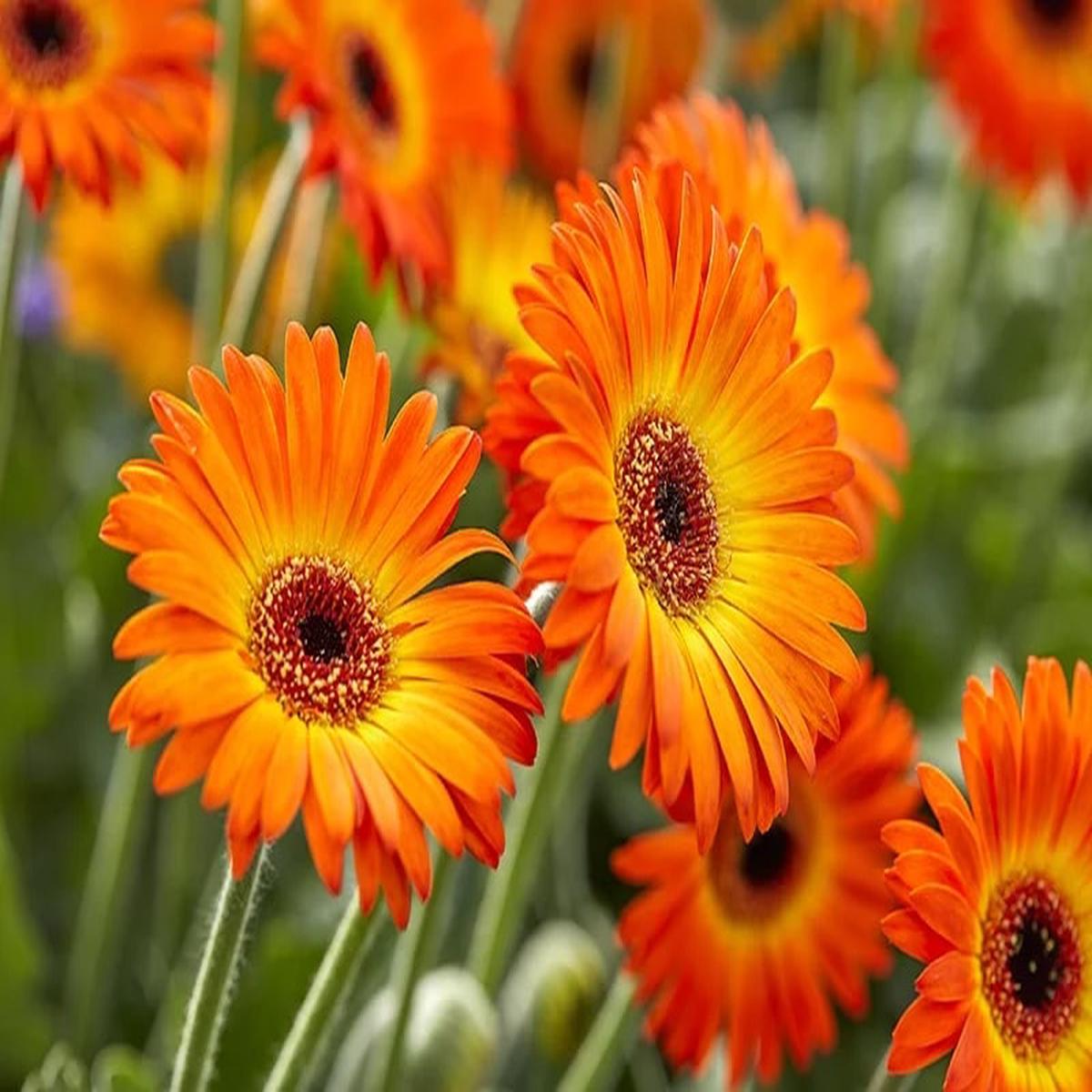 Orange Gerbera Jamesonii Flower Seeds for Planting Heirloom, Non-GMO, High Germination Seeds