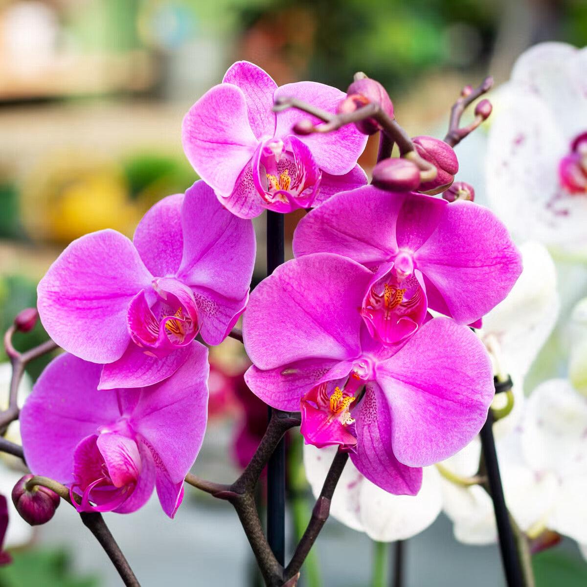 Orchidee Flower Seeds for Planting Heirloom Non-GMO, High Germination Organic Garden Seeds