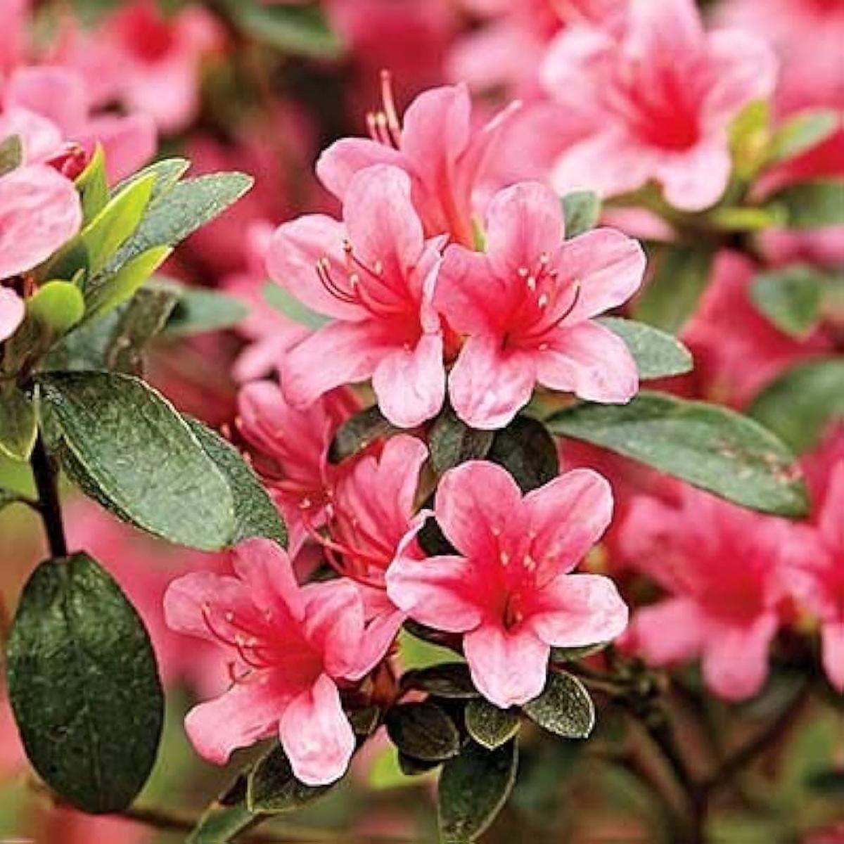 Pink Azalea Flower Seeds for Planting Heirloom, Non-GMO, High Germination Organic Garden Seeds