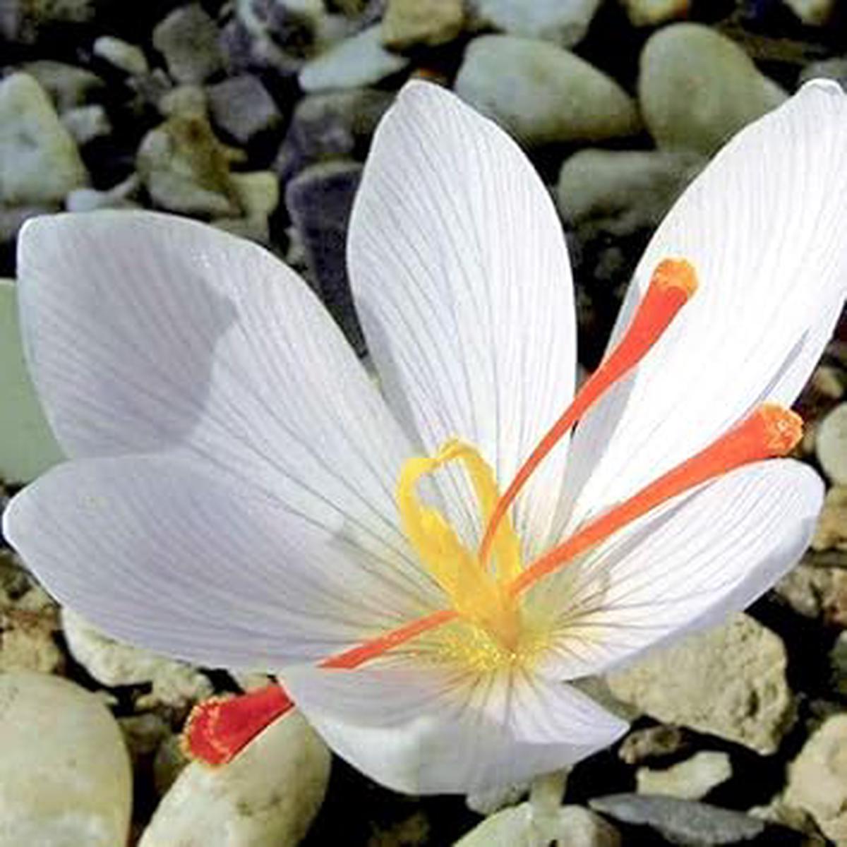 White Crocus Flower Seeds for Planting Elegant Early Blooming Perennials