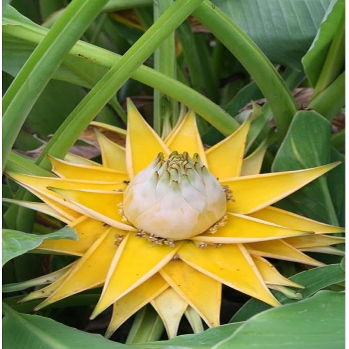 White Musella Lasiocarpa Plant Seeds for Planting Rare Ornamental Banana Lotus