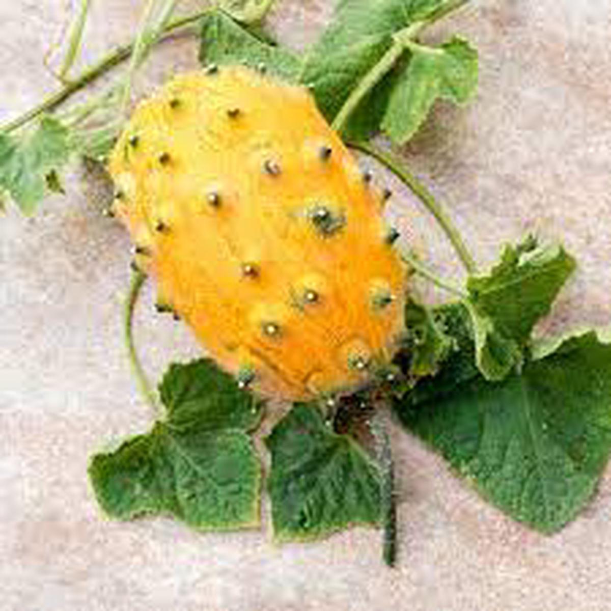 Yellow Cucumis Metuliferus Seeds for Planting  Heirloom & Non-GMO Exotic Horned Melon Seeds