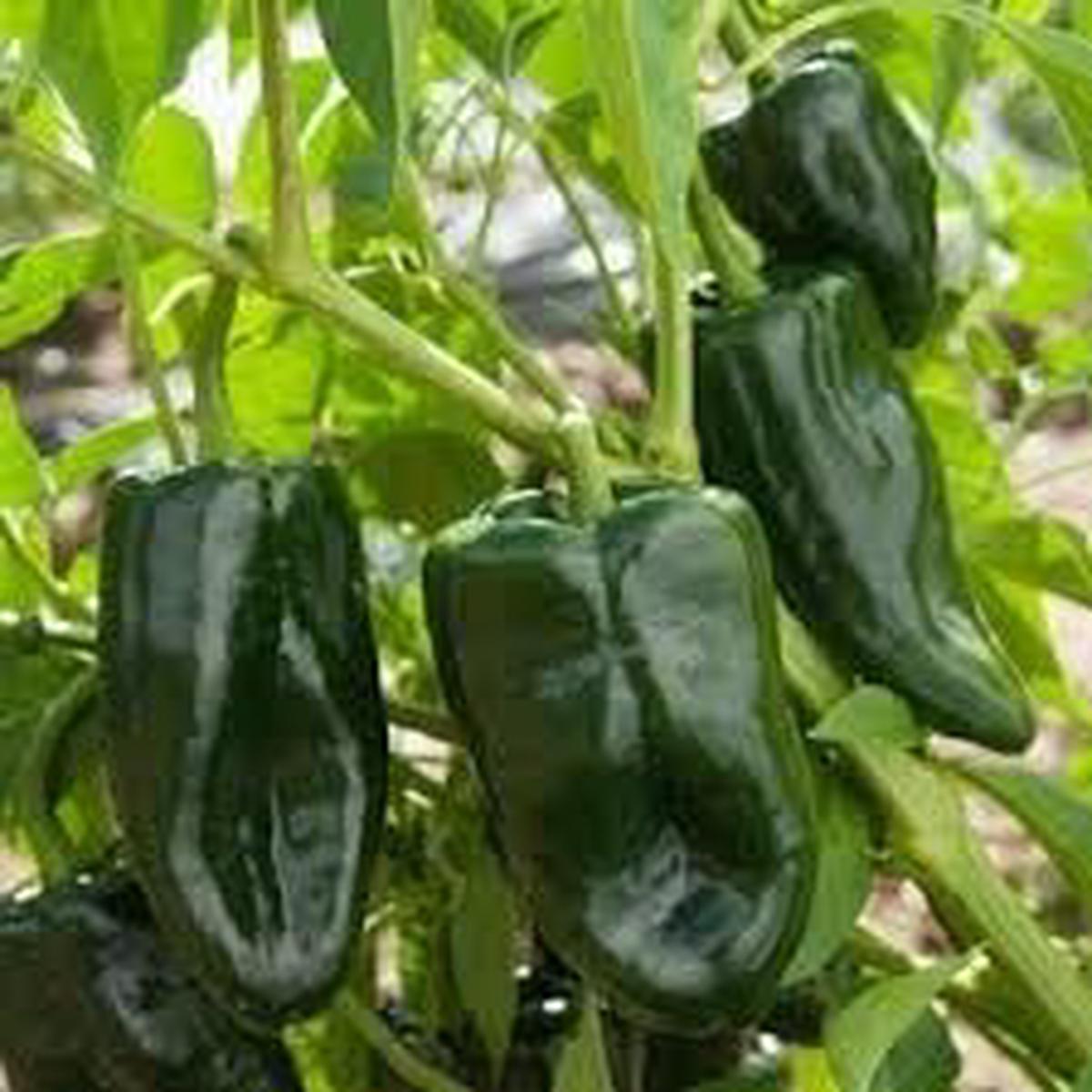 Ancho Poblano Vegetable Seeds for Planting Heirloom & Non-GMO Chili Seeds with Mild Smoky Flavor