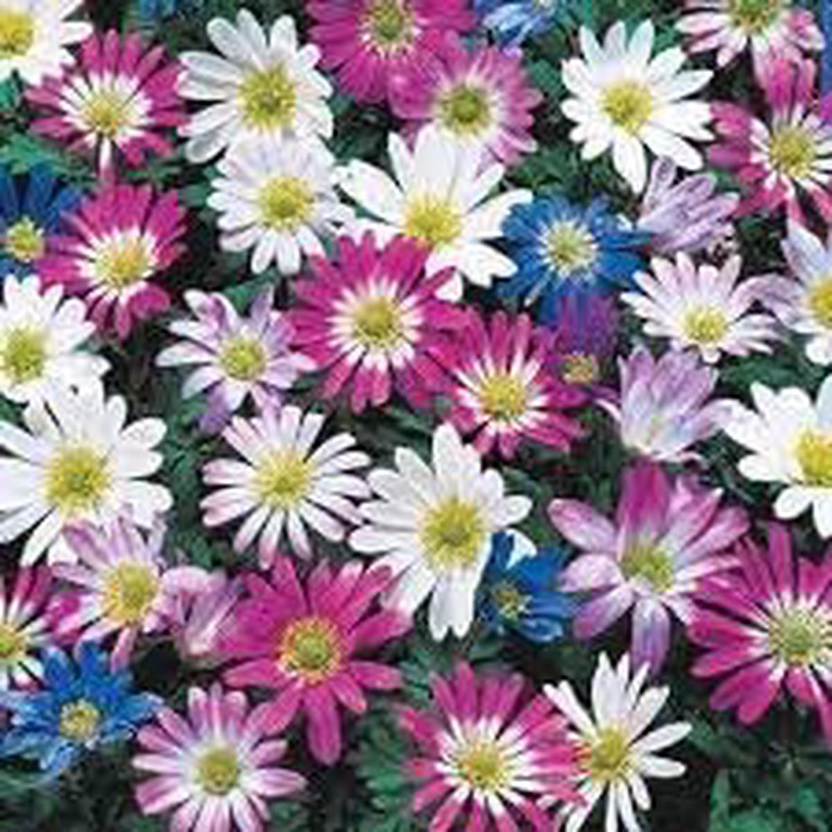 Anemone Blanda Flower Seeds for Planting  Heirloom, Non-GMO, High Germination Organic Garden Seeds