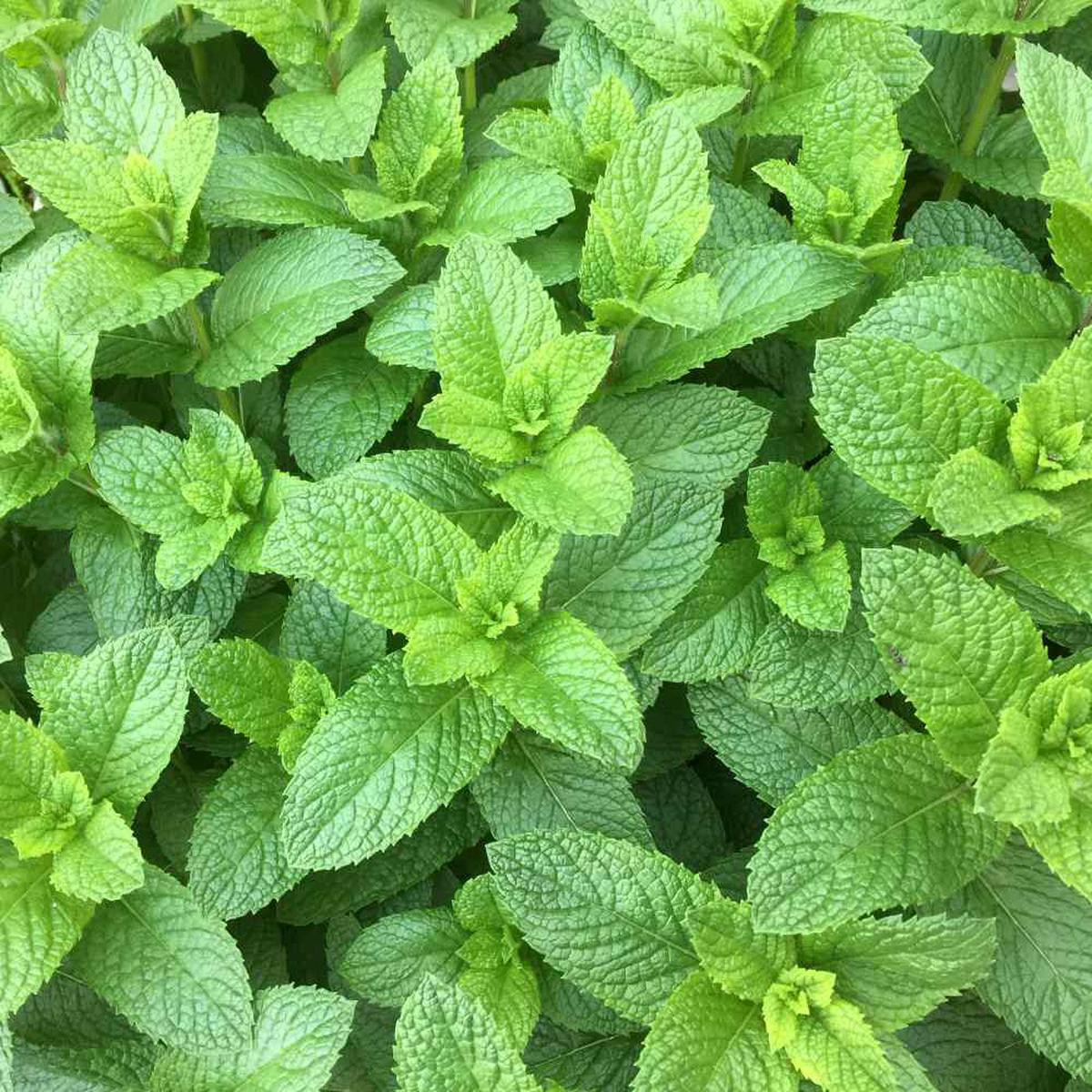 Army Green Mint Herb Seeds for Planting  Heirloom, Non-GMO Essential Seeds for Vibrant Gardens