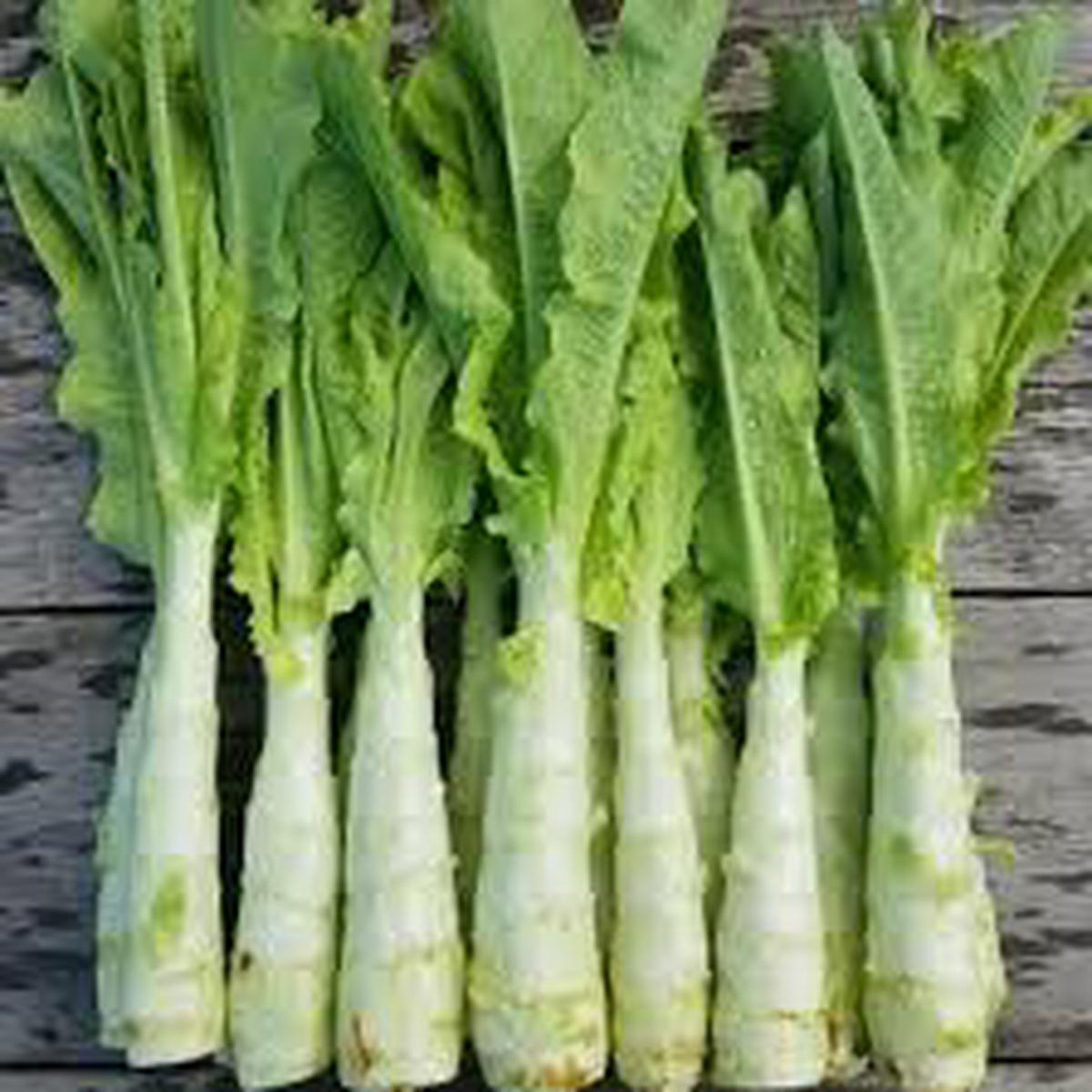 Asparagus Lettuce Seeds for Planting  Heirloom, Non-GMO, Organic Garden Seeds, High Germination, Rare Crunchy Salad Greens