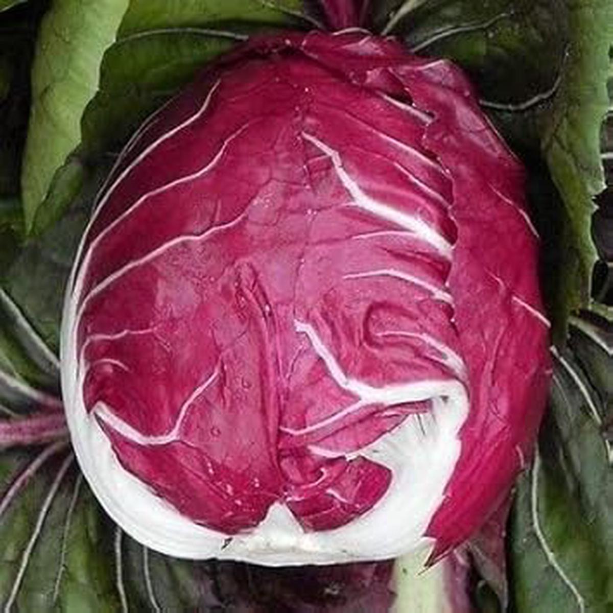 Burgundy Radicchio Vegetable Seeds for Planting  Heirloom & Non-GMO Garden Seeds for Vibrant Salads