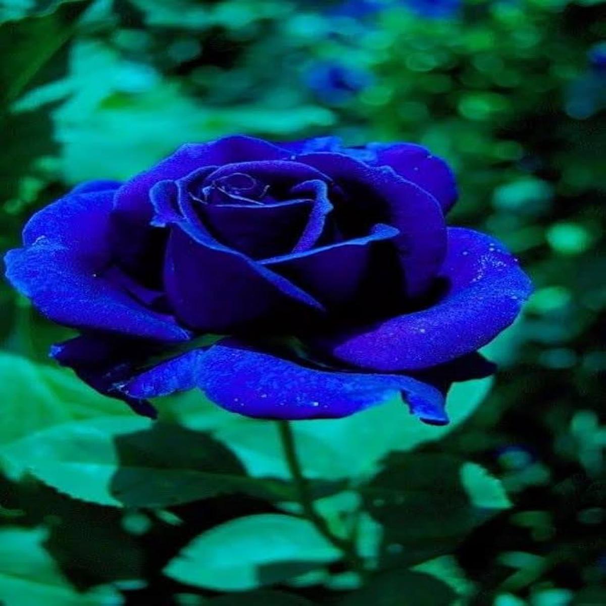 Dark Blue Rose Flower Seeds for Planting Heirloom, Non-GMO, Seasonal Bloomer, High Germination