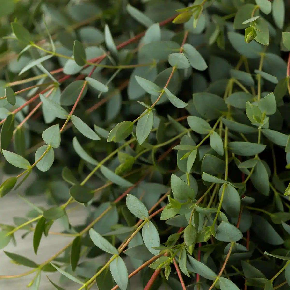 Green Eucalyptus Parvifolia Flower Seeds for Planting | Heirloom Non-GMO High Germination