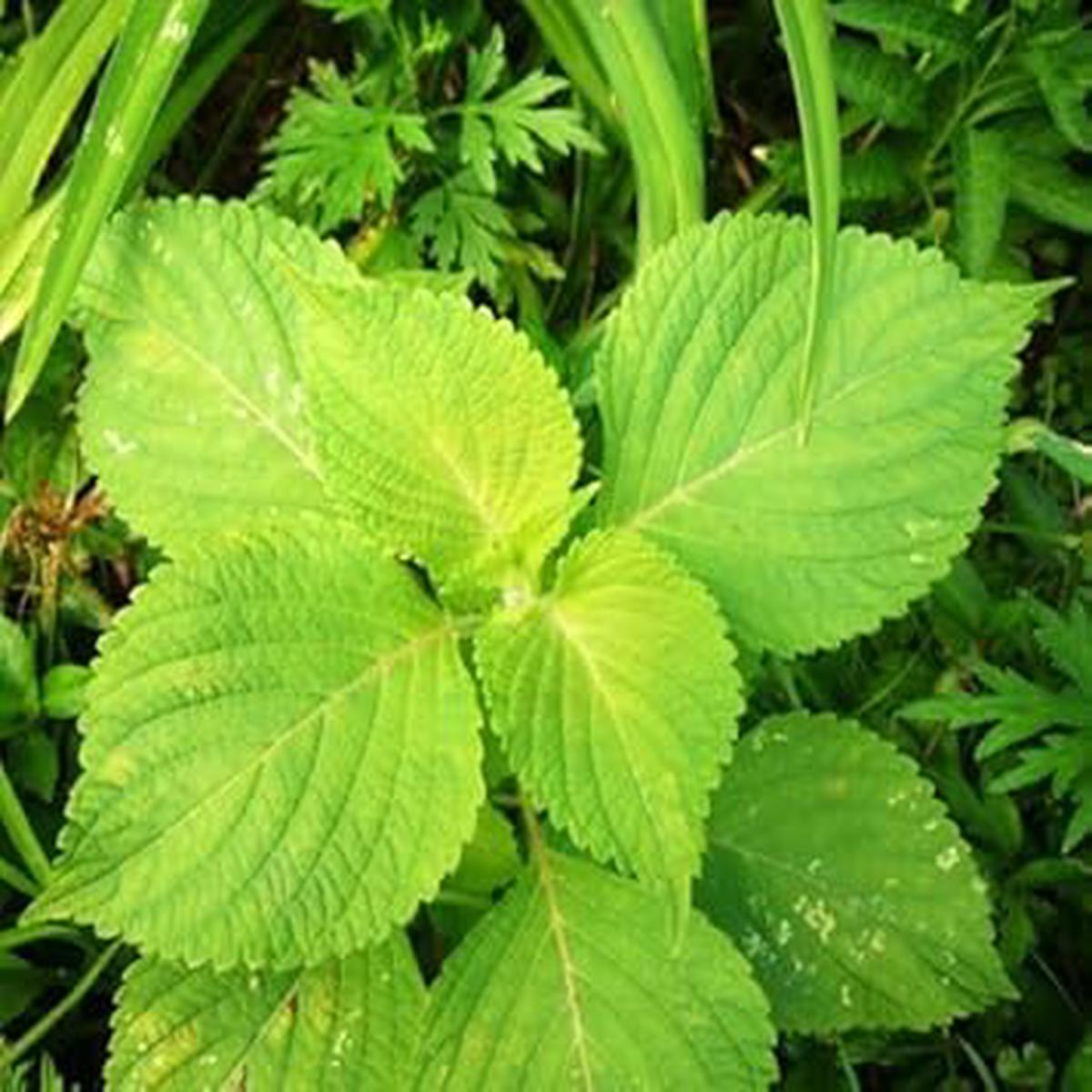 Green Perilla Herb Seeds for Planting Heirloom & Non-GMO Garden Seeds