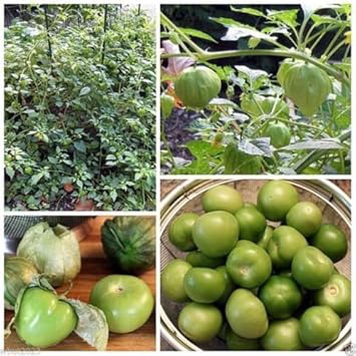 Green Tomatillo Seeds for Planting Heirloom, Non-GMO, High Germination Organic Garden Seeds