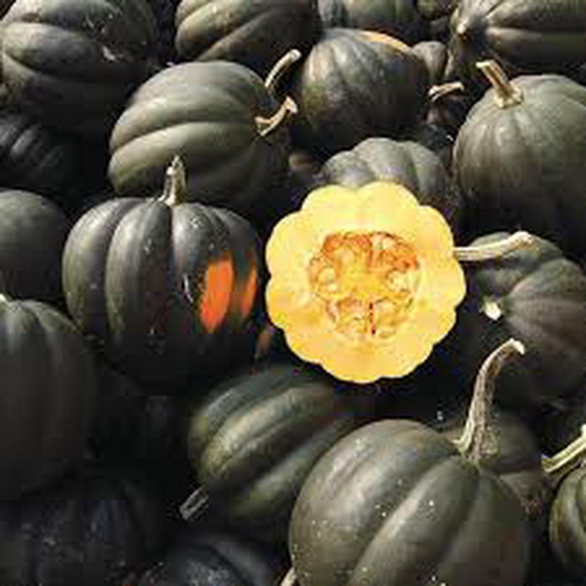 Honey Bear Seeds for Planting Heirloom Non-GMO High Germination Squash Seeds for Organic Gardens