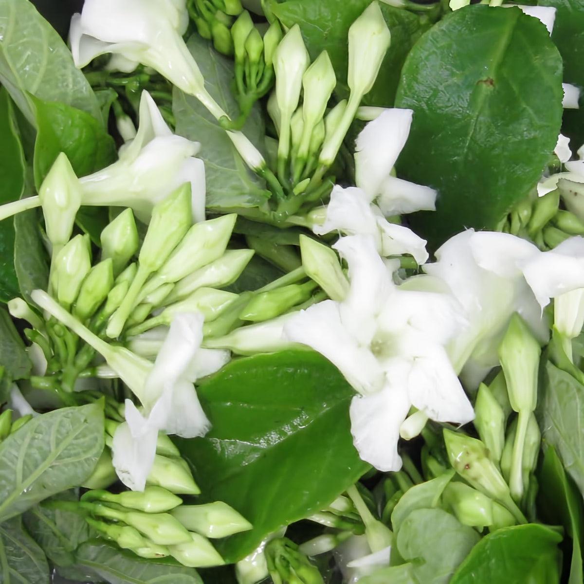 Loroco Flower Seeds for Planting - Heirloom, Non-GMO, High Germination Organic Garden Seeds