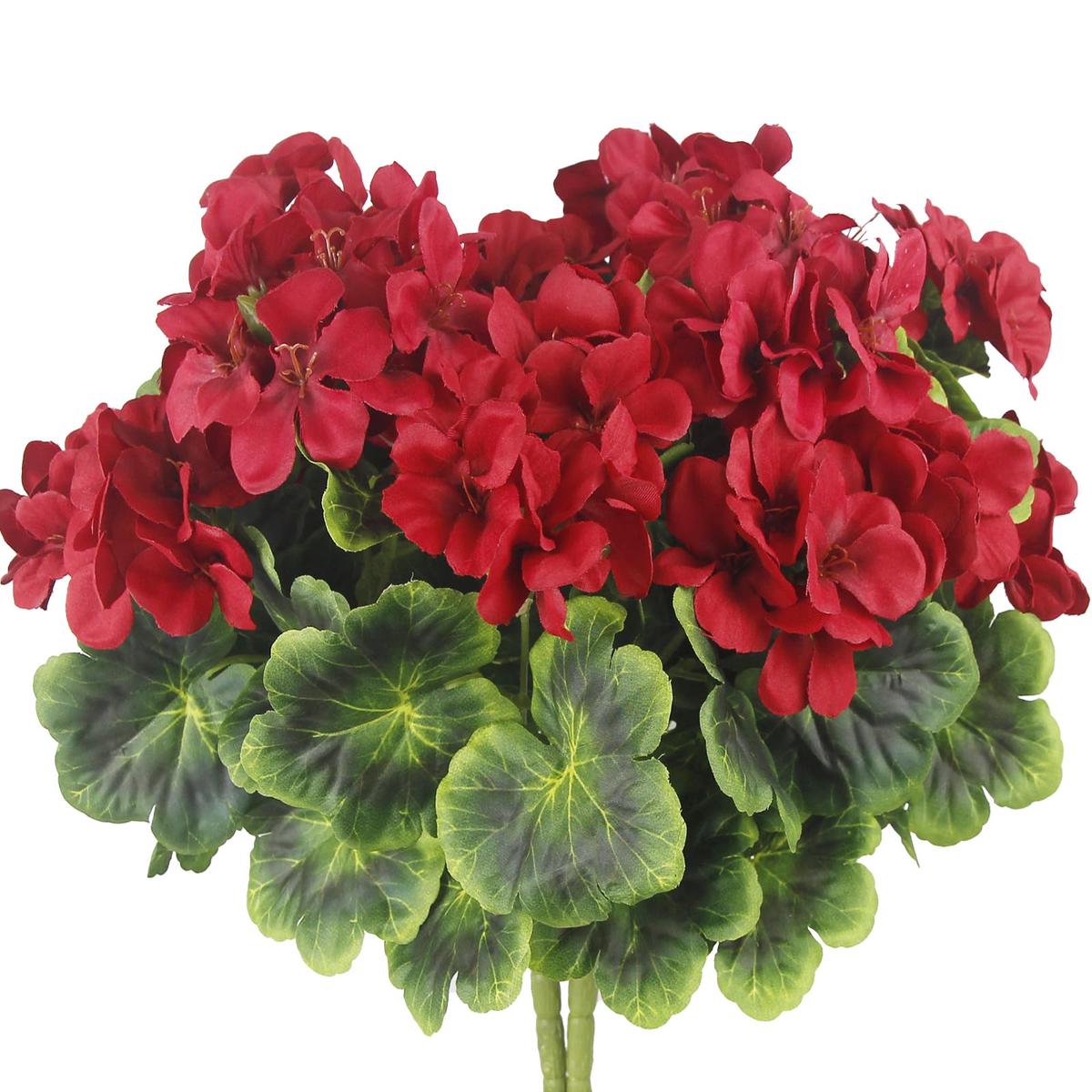 Maroon Red White Geranium Flower Seeds for Planting Heirloom, Non-GMO, High Germination, Organic Garden