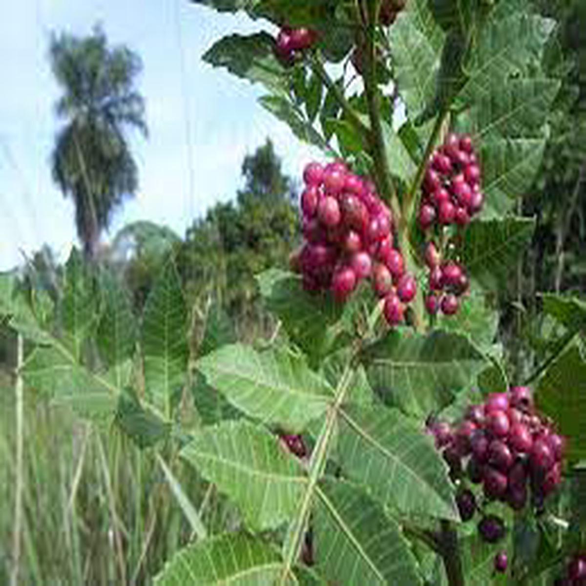 Mixed Terebinthifolius Herb Seeds Heirloom, Non-GMO Seeds for Garden Planting, Organic Quality