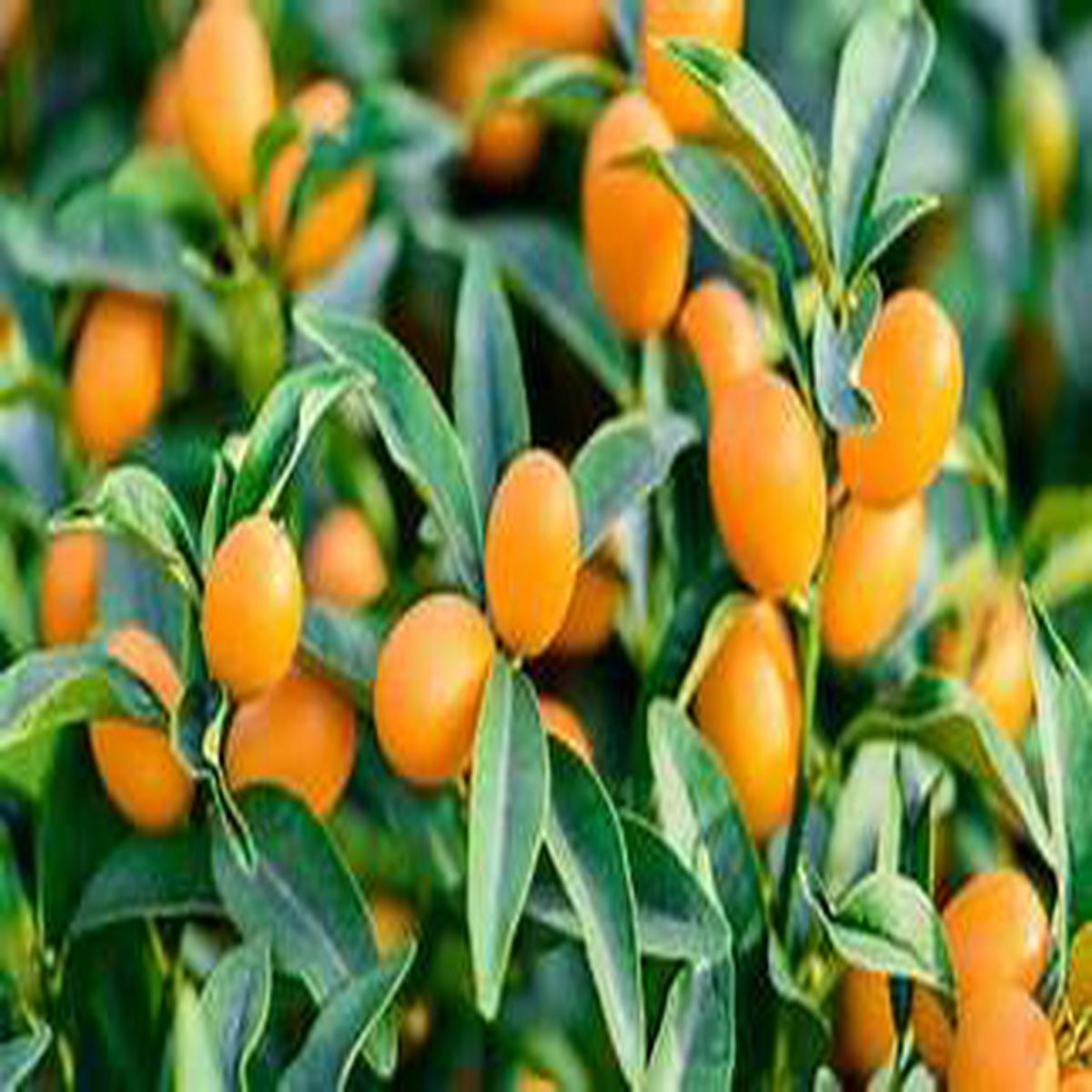 Orange Kumquat fruit seeds for planting - Heirloom & Non-GMO Garden seeds