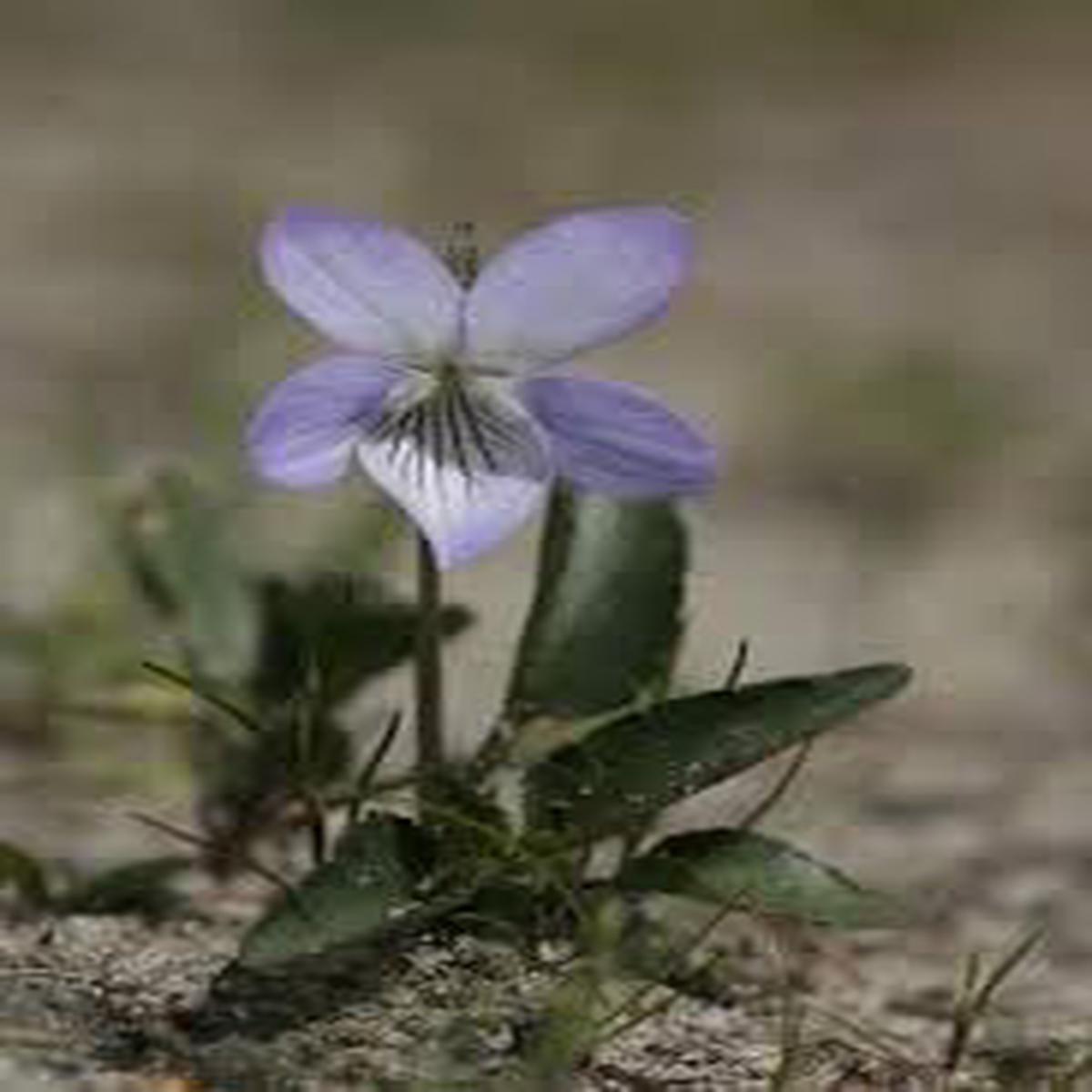 Prairie Viola Flower Seeds for Planting Drought Tolerant, Heirloom, Non-GMO, High Germination