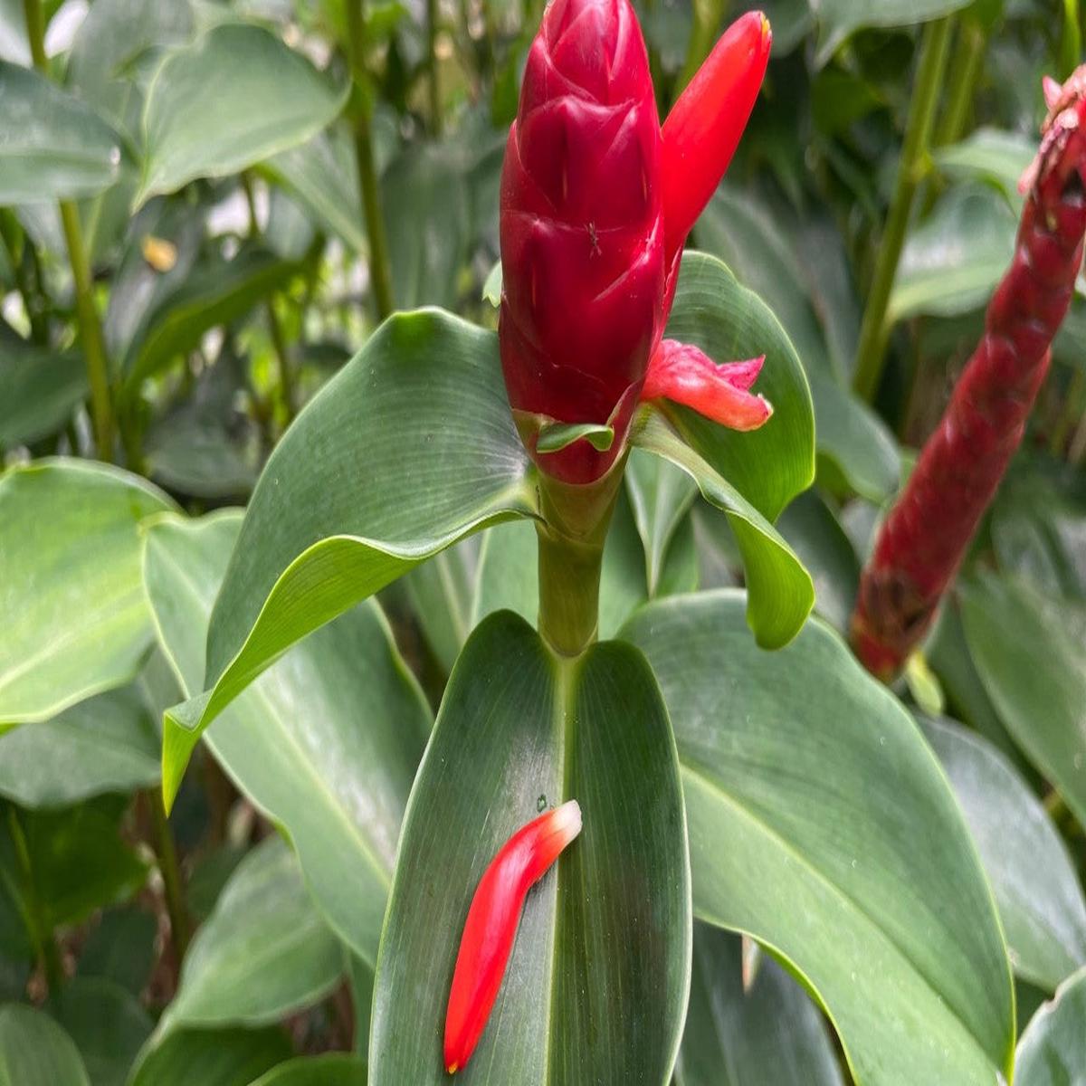 Red Button Ginger for Planting Heirloom Non-GMO, High Germination Organic Garden Seeds