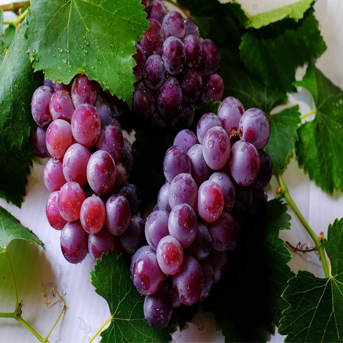 Ruby Roman Grape Fruit Seeds Heirloom, Non-GMO Seeds for High-Quality Authentic Vine Planting
