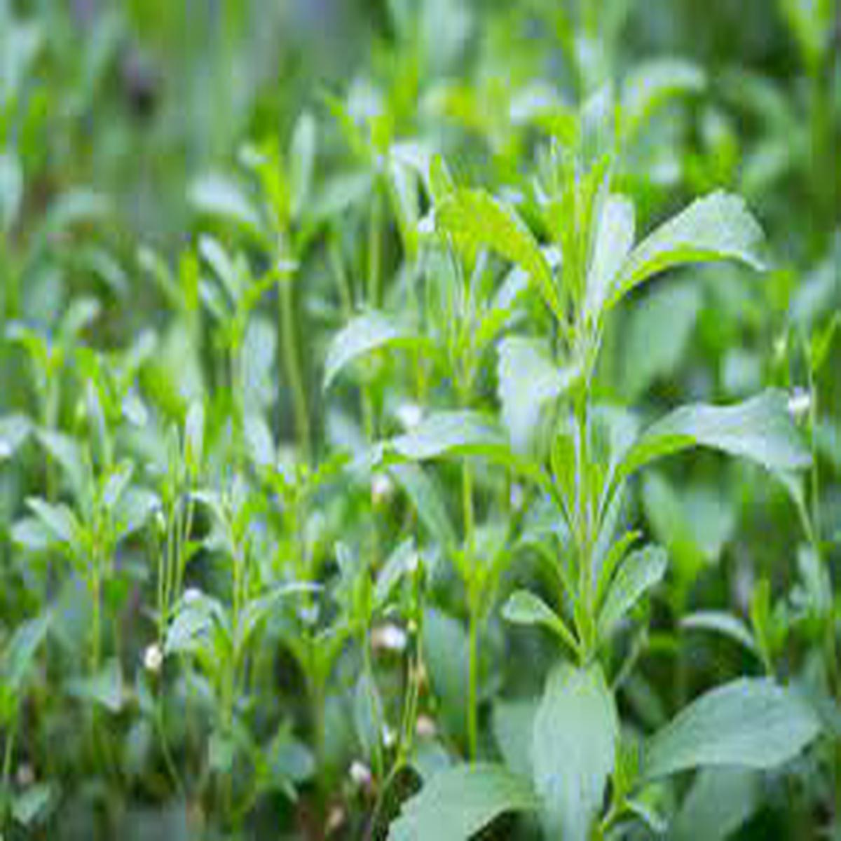 Starleaf Stevia Herb Seeds for Planting  Heirloom, Non-GMO, Organic Garden Seeds with High Germination