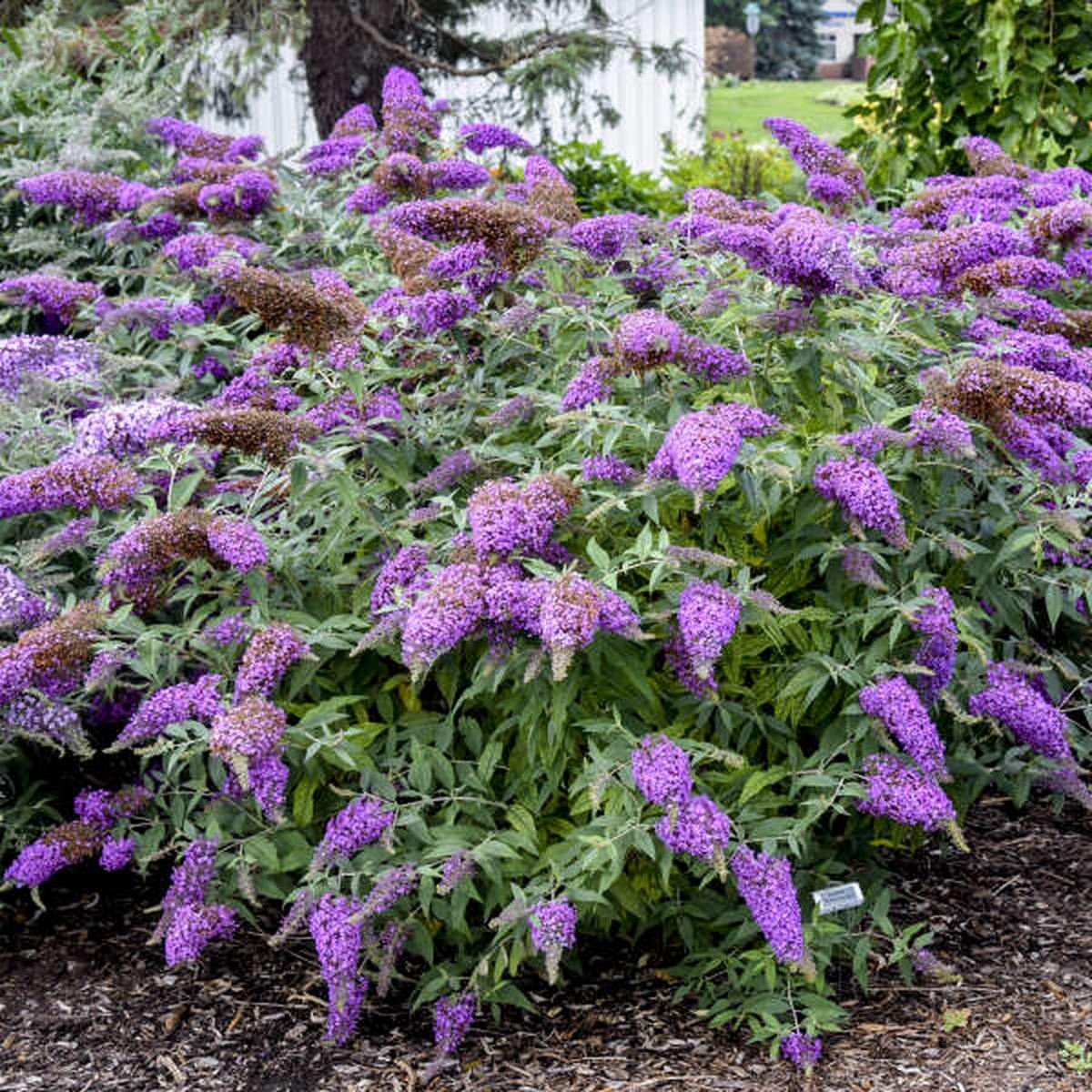 Violet Buddleia Flower Seeds for Planting - Heirloom, Non-GMO, Drought Tolerant, High Germination