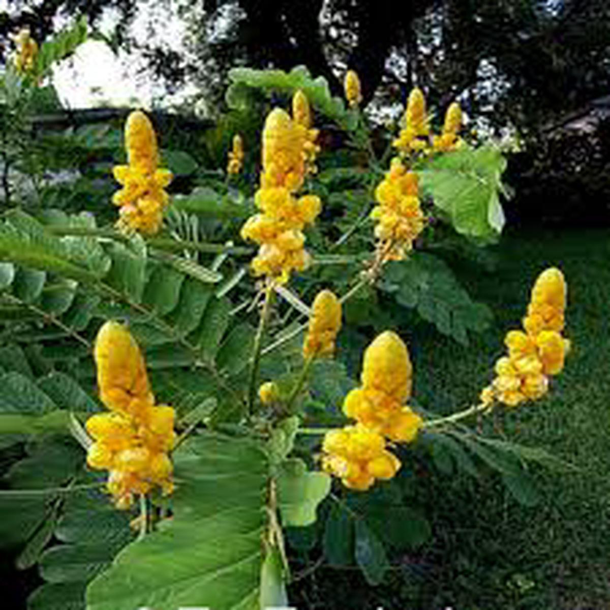 Yellow Candlestick Cassia Flower Seeds for Planting Heirloom, Non-GMO, High Germination Organic Garden Seeds