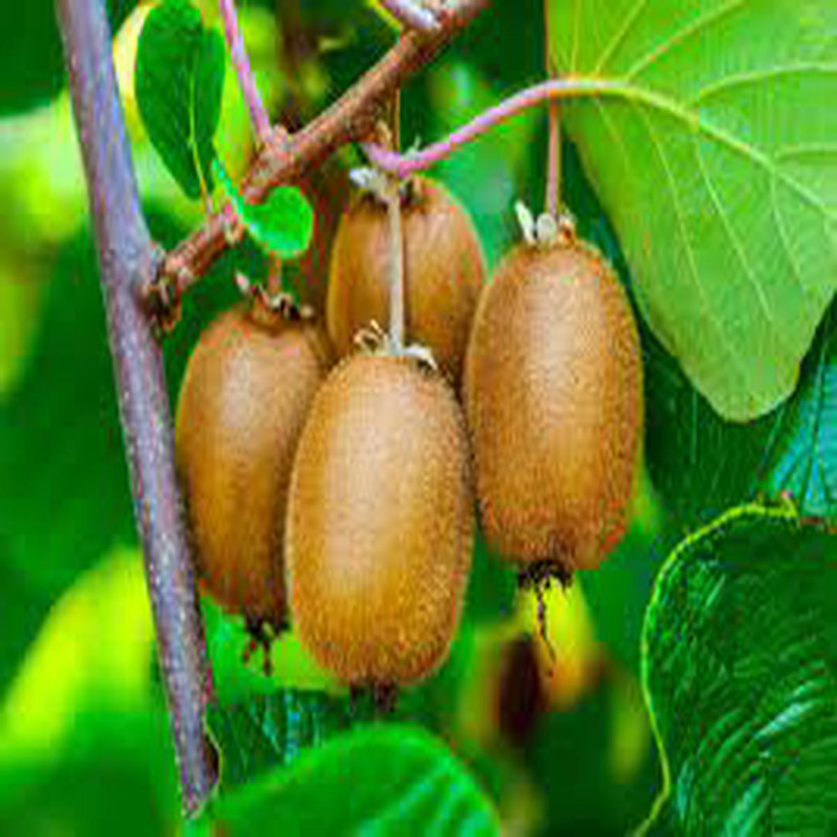 Actinidia Polygama seeds for planting - Heirloom & Non-GMO hardy kiwi fruit garden seeds
