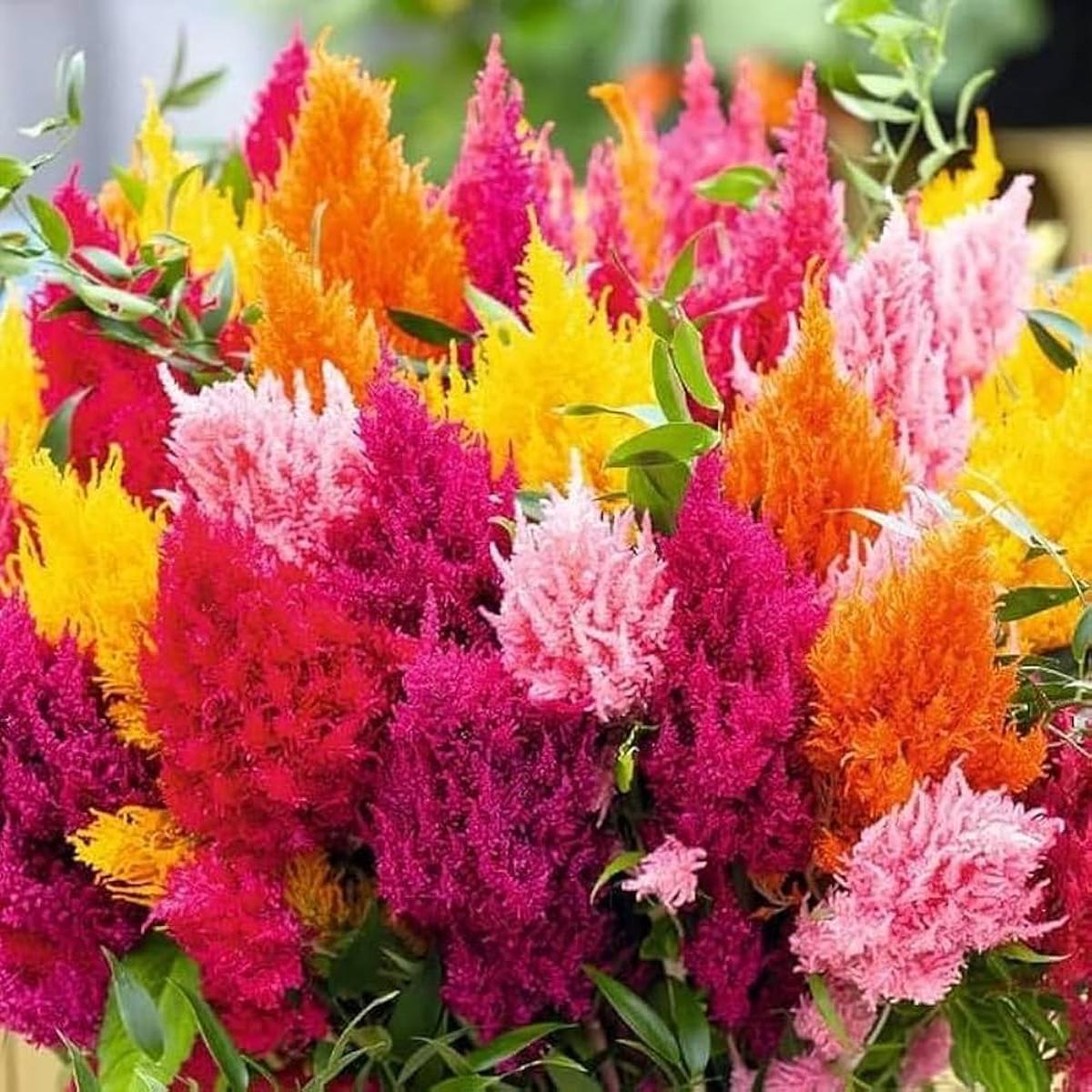 Celosia Flower Seeds for Planting Compact Growth, Heirloom, Non-GMO